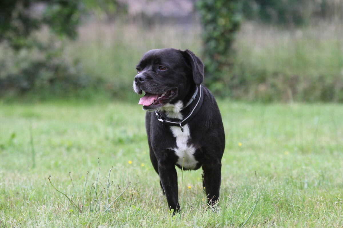 jago cromignon pension canine bosset
