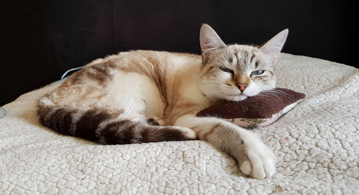 chat en train de dormir sur un coussin à l'hôtel félin Cromignon en Dordogne.